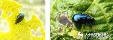 猕猴桃常见虫害图,猕猴桃各种虫害图谱