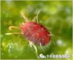 猕猴桃常见虫害图,猕猴桃各种虫害图谱