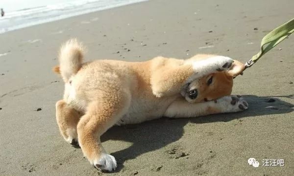 遛狗还是被狗遛，狗狗卧地不走怎么办？