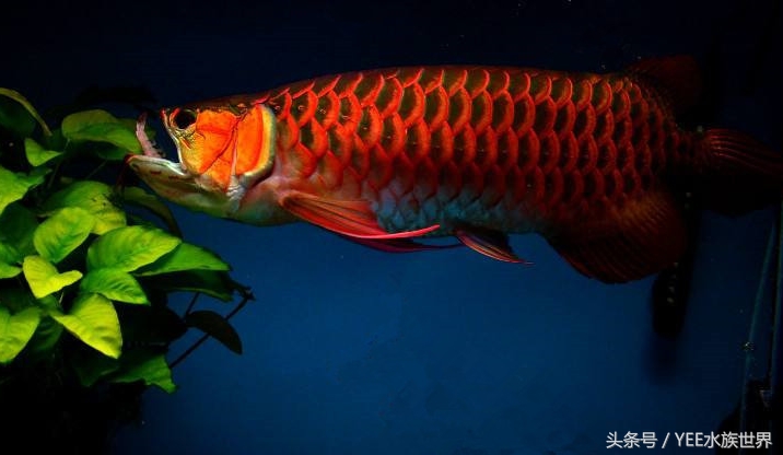 鱼缸里龙鱼的寿命不长，原因在这里！