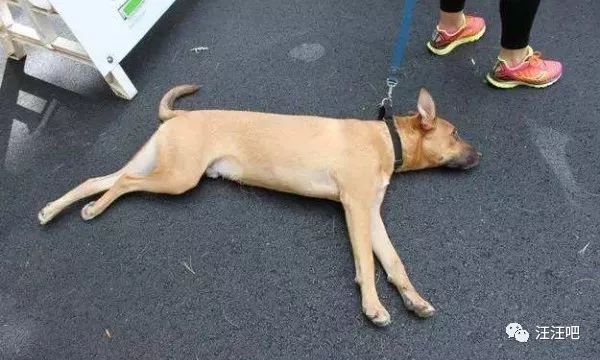 遛狗还是被狗遛，狗狗卧地不走怎么办？