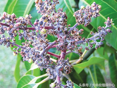 芒果各种病虫害,所有人都对芒果过敏怎么处理