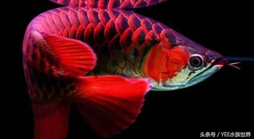 鱼缸里龙鱼的寿命不长，原因在这里！