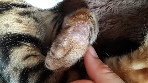 人得了猫癣如何预防猫癣扩散,猫癣在治疗的过程中传染吗