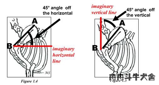 法国斗牛犬产仔后怎么养,法国斗牛犬如何受孕