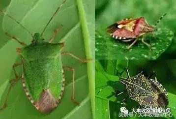 猕猴桃常见虫害图,猕猴桃各种虫害图谱