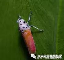 猕猴桃常见虫害图,猕猴桃各种虫害图谱