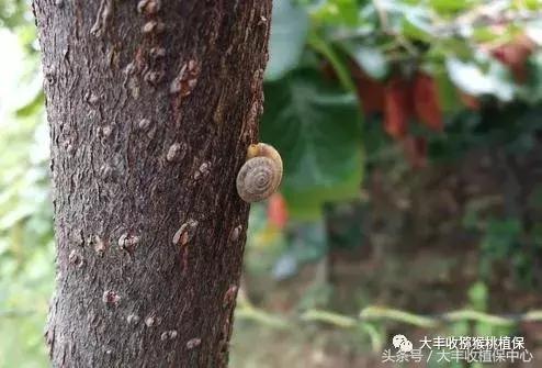 猕猴桃常见虫害图,猕猴桃各种虫害图谱