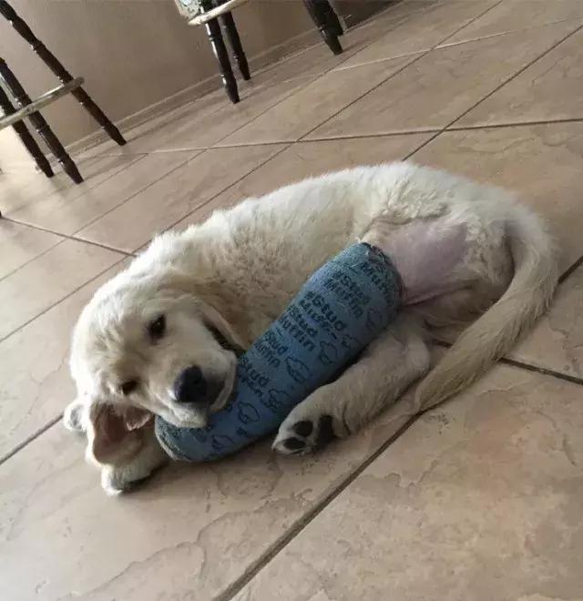 小金毛石膏,小金毛贪玩被车撞