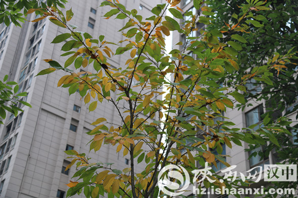 汉中堂宏广场一草一木皆是秋