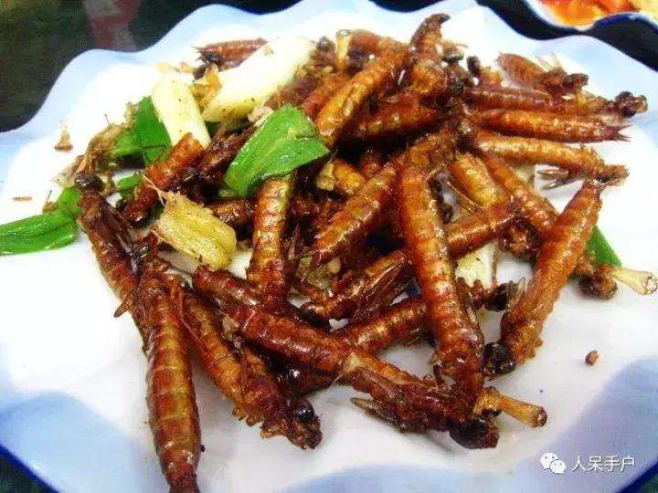 奇特的昆虫美食,史上最恶心的昆虫美食