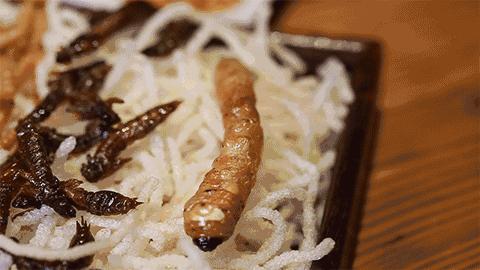 奇特的昆虫美食,史上最恶心的昆虫美食