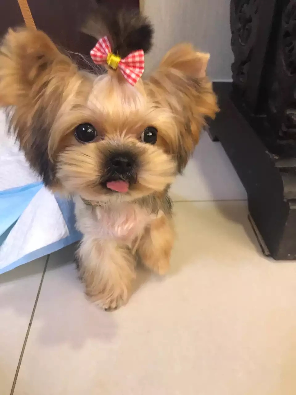 约克夏是梗狗吗,约克夏为什么叫梗