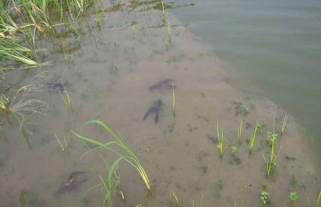 补钙会加快小龙虾蜕壳吗,蜕壳期补钙增氧抗应激