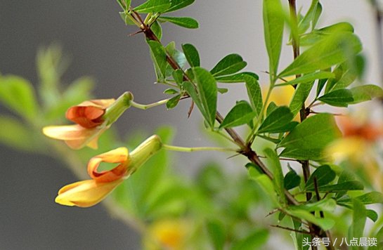 巾帼国医,巾帼英雄排行榜