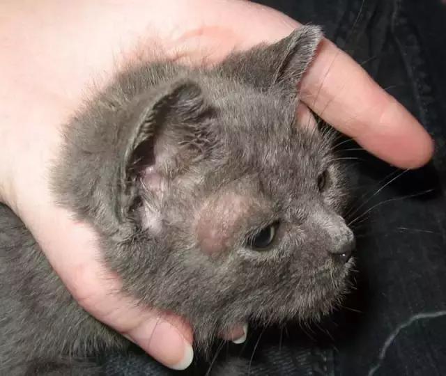 传染猫癣的人能根治吗,传染了猫癣可以抹红霉素吗