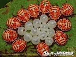 猕猴桃常见虫害图,猕猴桃各种虫害图谱