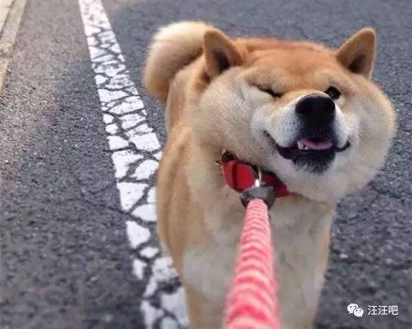 遛狗还是被狗遛，狗狗卧地不走怎么办？