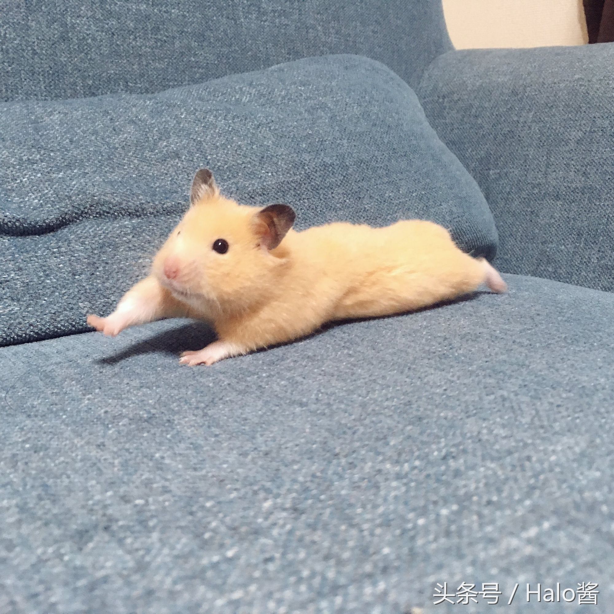 长大的金丝熊有多可爱都萌化了,金丝熊超可爱