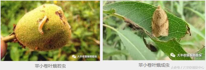 猕猴桃常见虫害图,猕猴桃各种虫害图谱