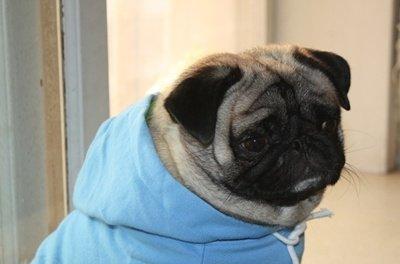 巴哥犬太胖有啥危害,巴哥犬太瘦了怎么增肥减肥