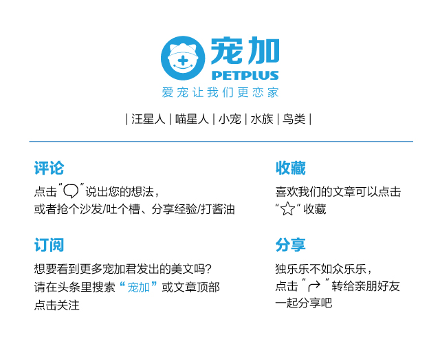 龙猫吃草不吃粮怎么办,龙猫只吃草不吃粮