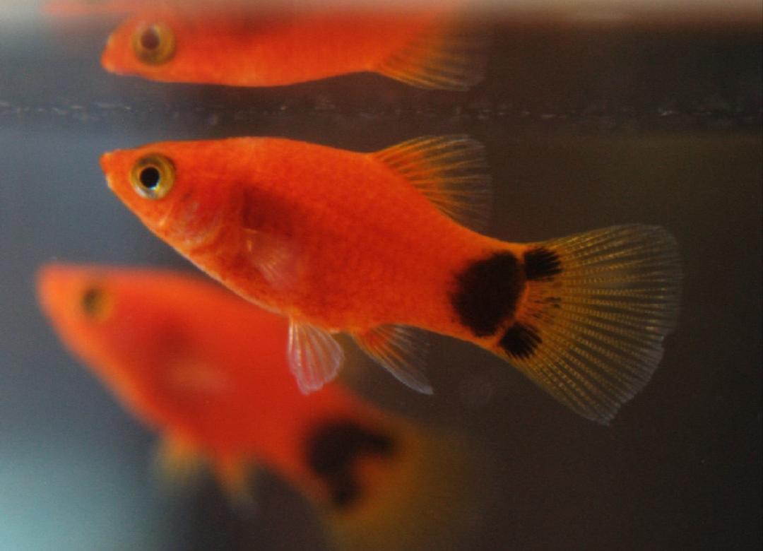 观赏鱼月光美人,热带发财鱼观赏鱼