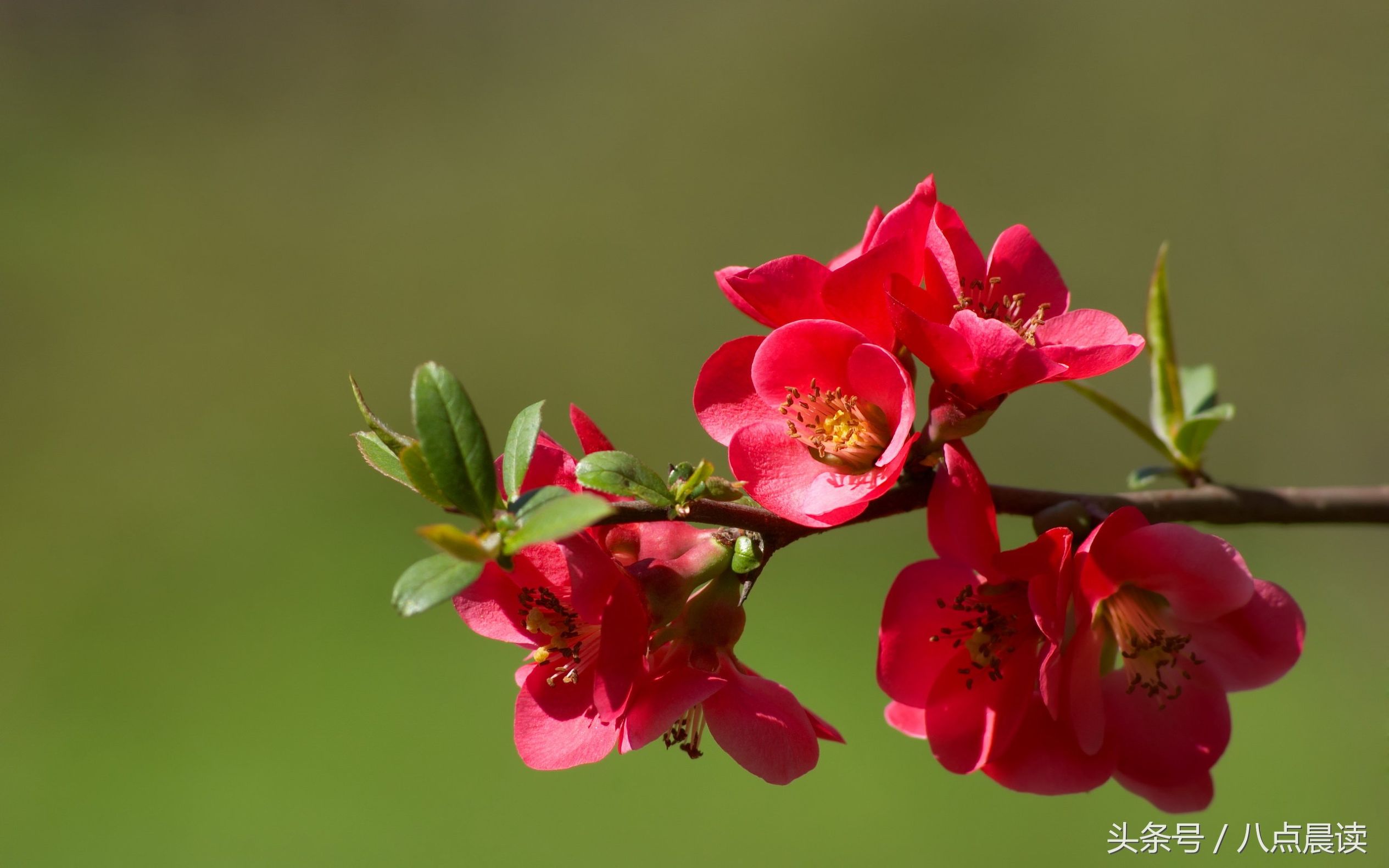 巾帼国医,巾帼英雄排行榜