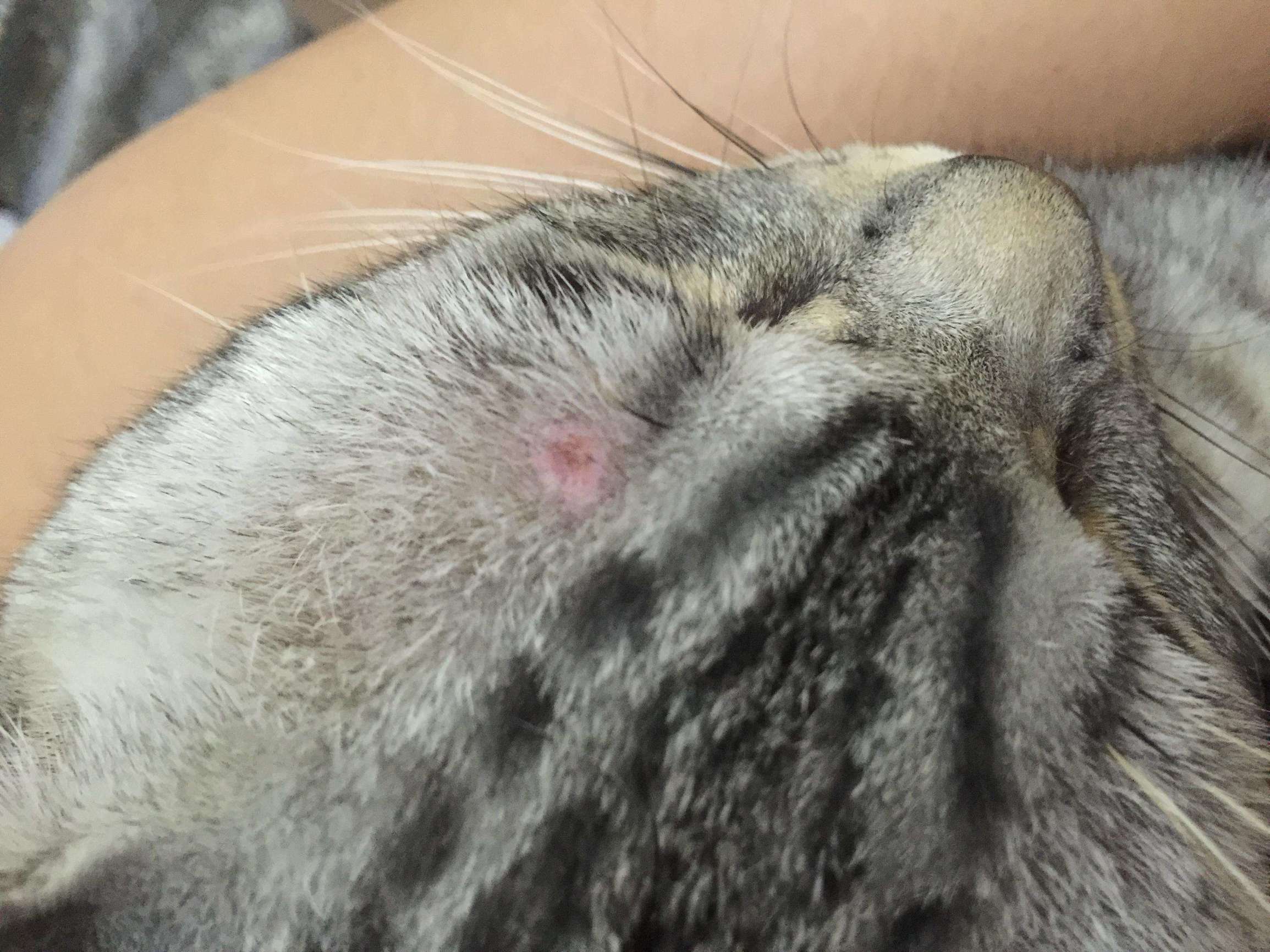 人得了猫癣如何预防猫癣扩散,猫癣在治疗的过程中传染吗