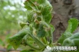 猕猴桃常见虫害图,猕猴桃各种虫害图谱