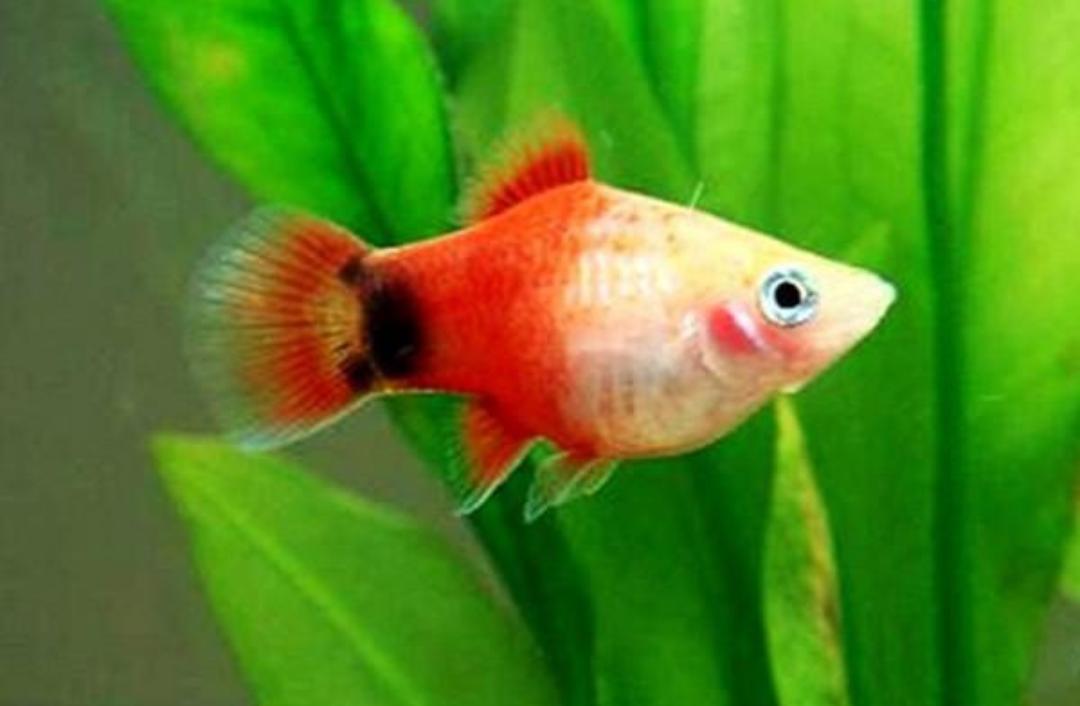 观赏鱼月光美人,热带发财鱼观赏鱼