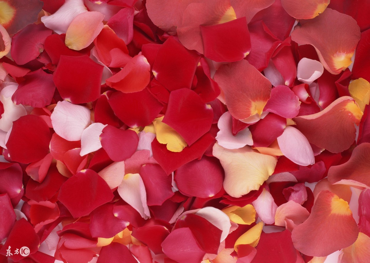 玫瑰花如何保存一个月不开,玫瑰花活了之后又蔫了怎么救活