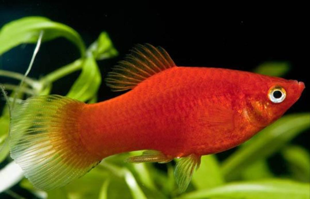 观赏鱼月光美人,热带发财鱼观赏鱼