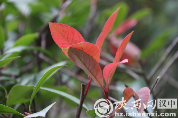 汉中堂宏广场一草一木皆是秋