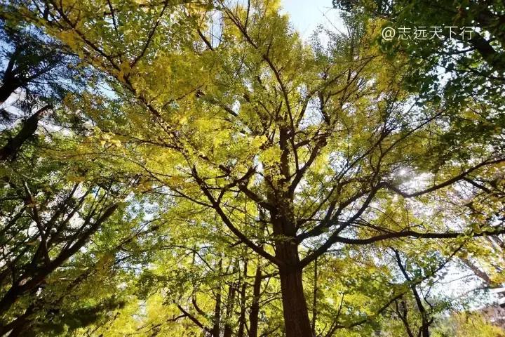 最美高校合集,最美211云大