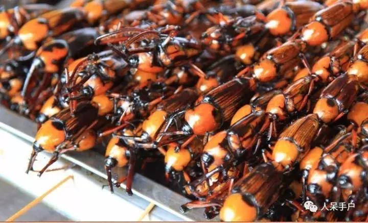 奇特的昆虫美食,史上最恶心的昆虫美食
