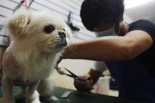 所有养宠人都要面对的话题,养宠人才懂的痛点