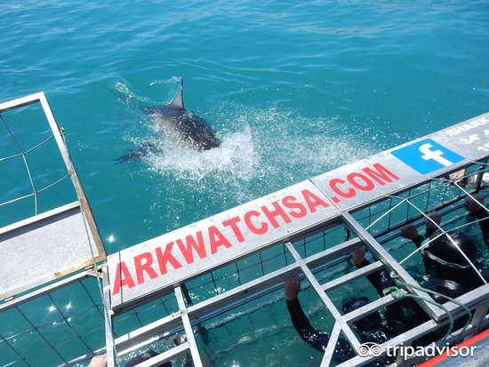 极限运动会导致肾上腺素飙升,极限运动可以促进肾上腺素分泌吗
