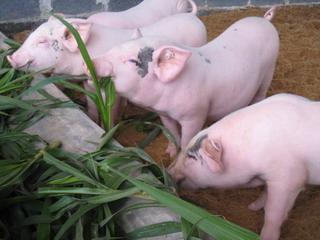 外购仔猪到家应该怎么样去管理,外购仔猪有诀窍