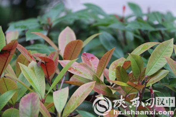 汉中堂宏广场一草一木皆是秋