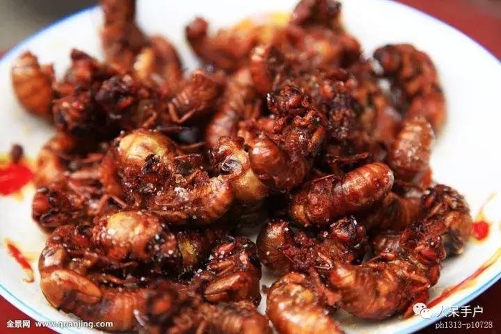 奇特的昆虫美食,史上最恶心的昆虫美食
