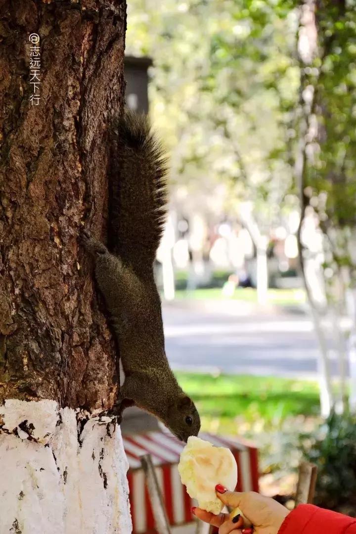 最美高校合集,最美211云大