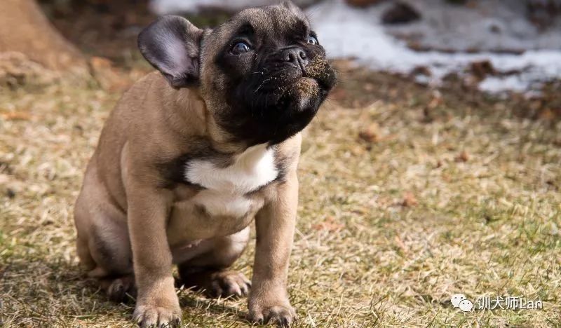 狗狗到处小便,狗狗在家用尿标记领地怎么处理