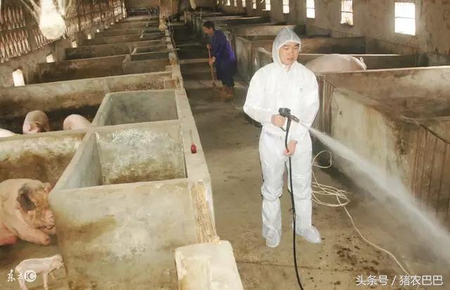 牛的口蹄疫发病机制与防治技术,养猪户的猪得口蹄疫怎么处理