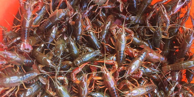 补钙会加快小龙虾蜕壳吗,蜕壳期补钙增氧抗应激