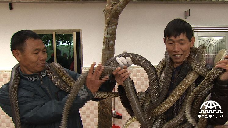 致富经年轻小伙养豪猪发家致富,致富经养蛇视频全集