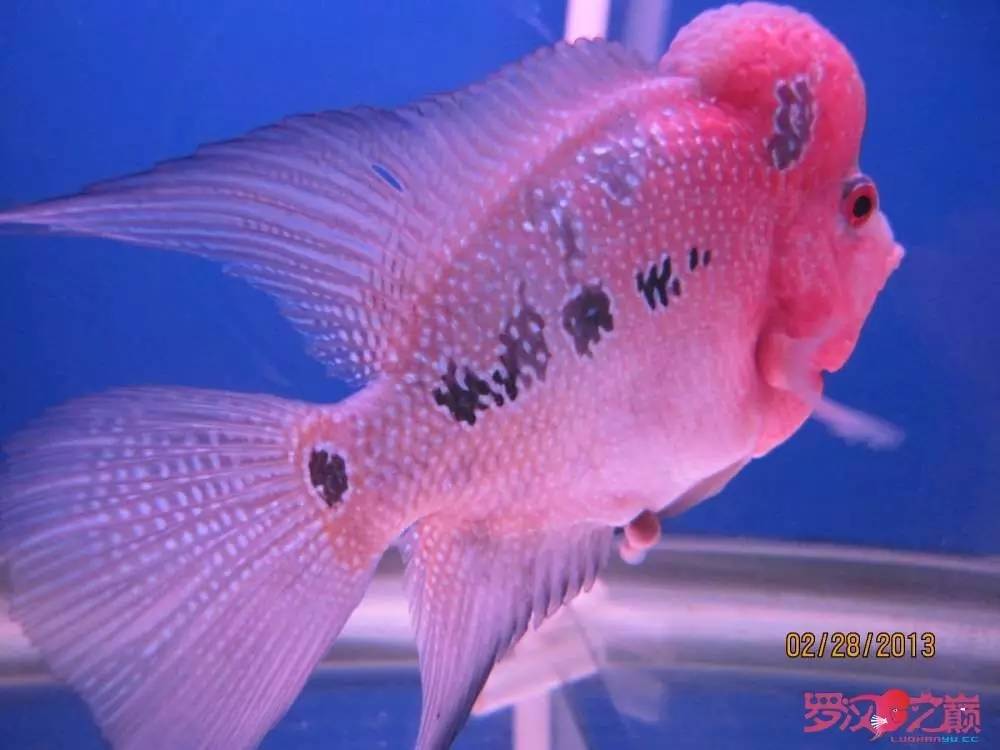 慢性肠炎的症状表现及治疗方法,慢性肠炎用中医还是西医治疗好