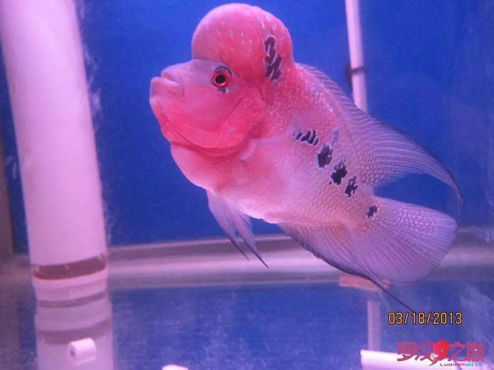 慢性肠炎的症状表现及治疗方法,慢性肠炎用中医还是西医治疗好