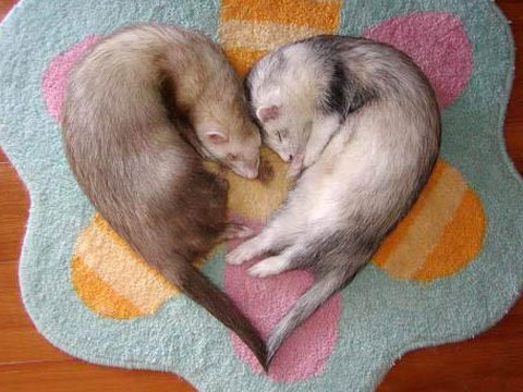 宠物貂饲养技巧与关注事项有哪些,宠物貂应该怎么来养