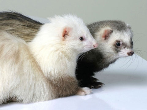 宠物貂饲养技巧与关注事项有哪些,宠物貂应该怎么来养
